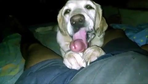 Парень снимает домашнее зоо порно со своей собакой